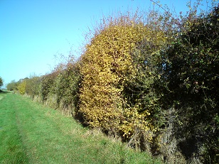 Hedgerow along Queen Mary's Lane in late Summer