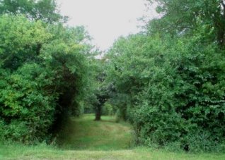 Queen Mary's Lane - Double Ditched Length through Queen Mary's Covert